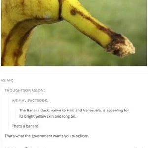 Meet your Posher, Josh